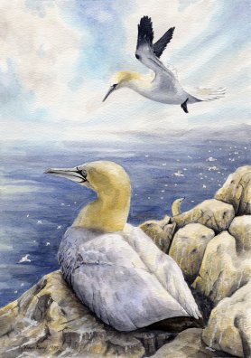 Image of Gannets painting