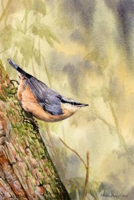 Image of Nuthatch painting