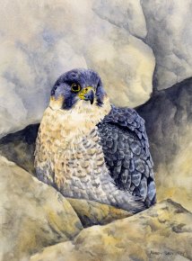 Image of Peregrine painting