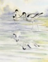 Avocets image