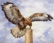 Buzzard Wings image