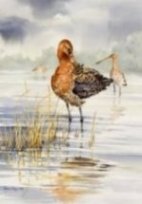 Black-tailed Godwits image