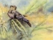 Nightjar image