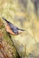 Nuthatch image