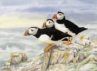 Puffins image