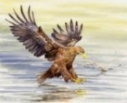 Sea Eagle image